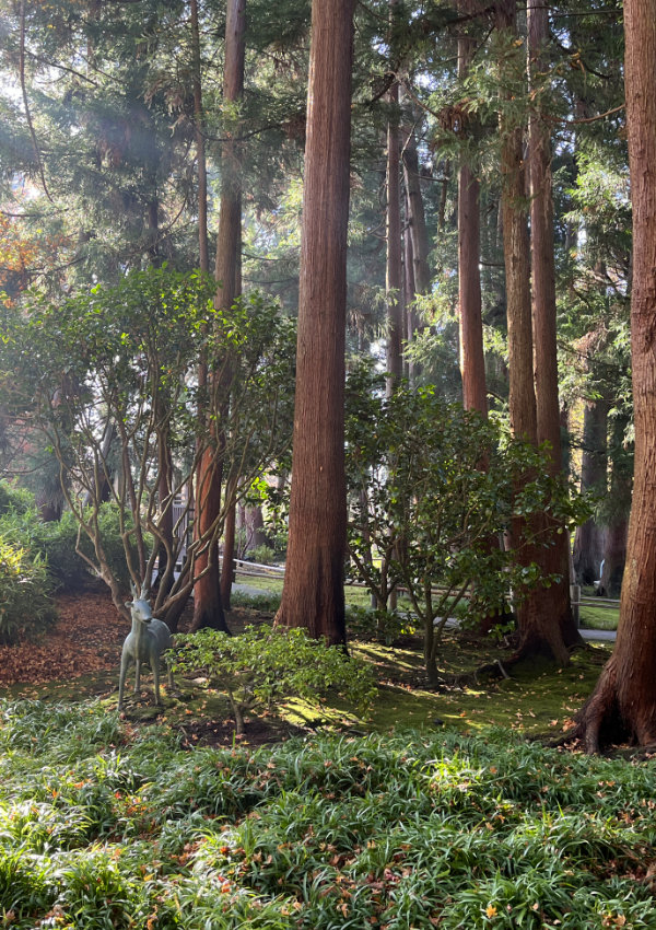 Jardin japonais historique à San Francisco